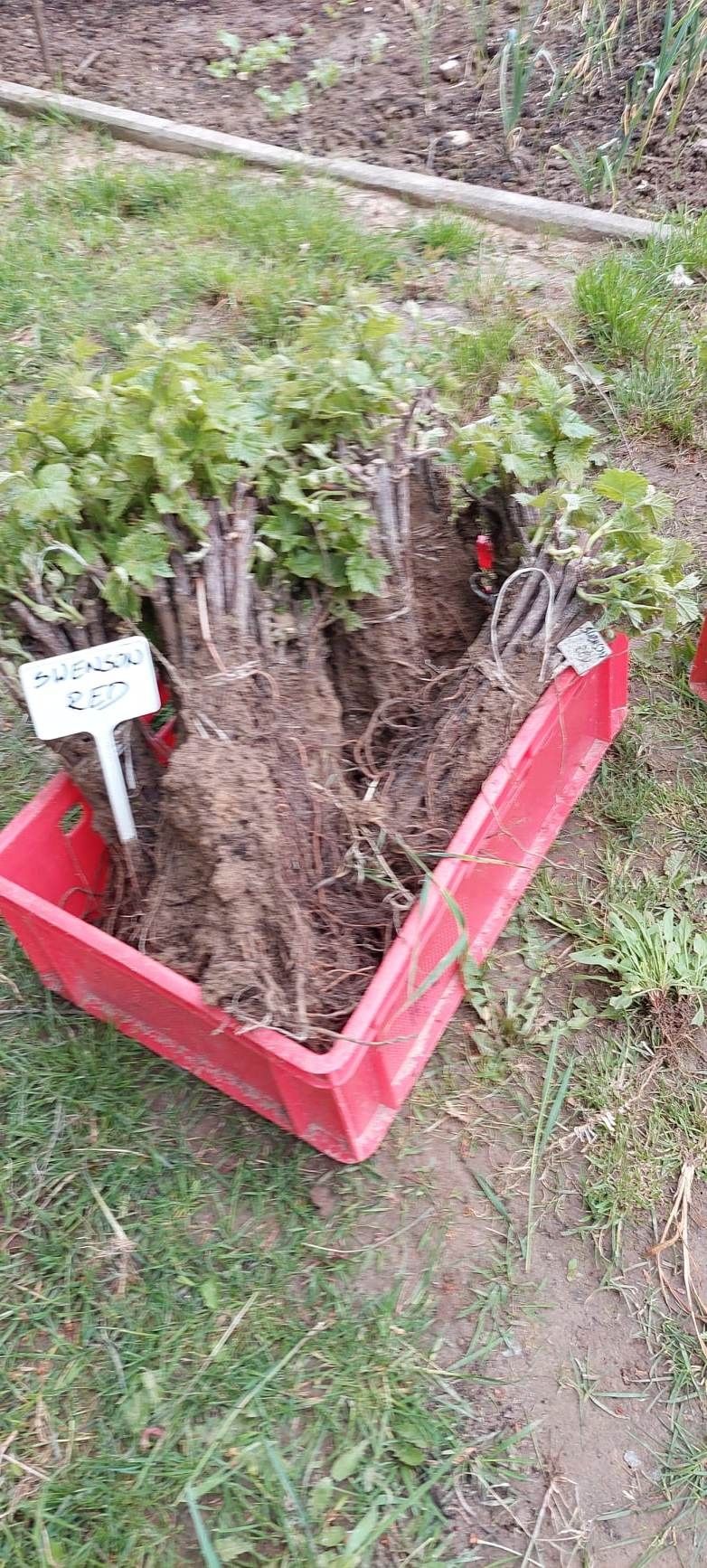 Sadzonki winorośli z paszportem na sprzedaż, jednoroczne, dwuletnie