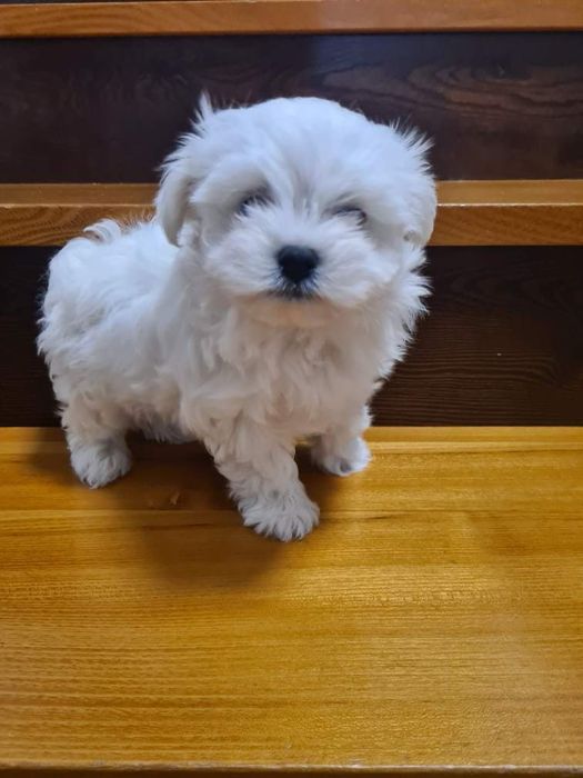 Maltańczyk szczeniak już do odbioru