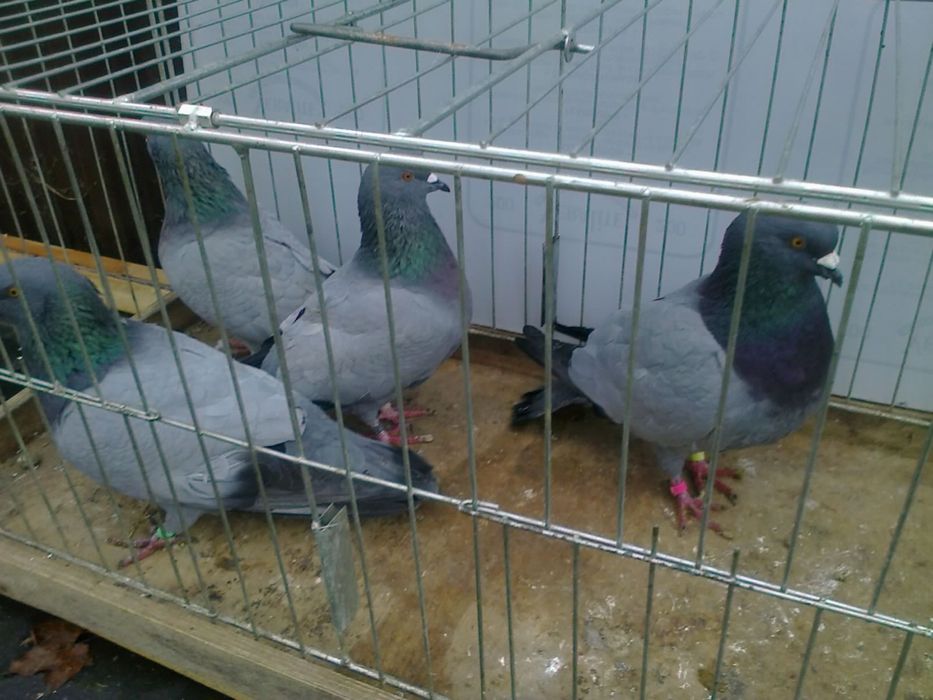 Gołębie Polne Beneszowskie