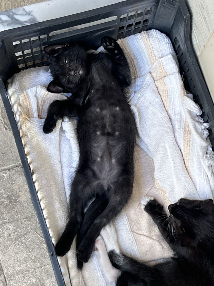 Doa-se gatinhas