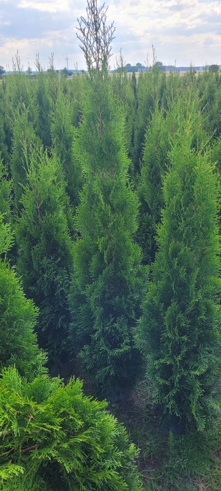Tuja smaragd 120 cm tuje 100 szmaragd 150 brabant laurowiśnia warszawa