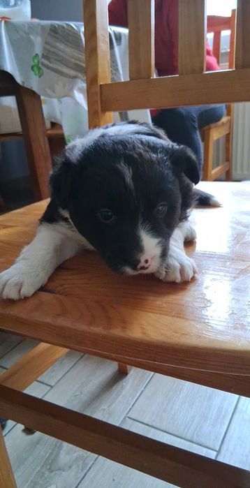 Border collie suczka