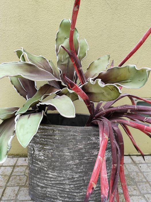 Jarra com plantas decorativas