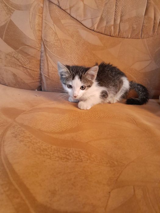 Кошенята в добрі руки