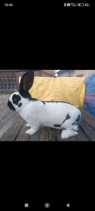 Sprzedam 1.0 olbrzym srokacz czarny