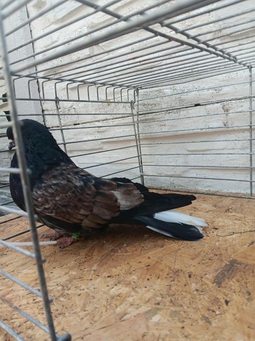 Gołębie mikołajewskie kirowogradzkie