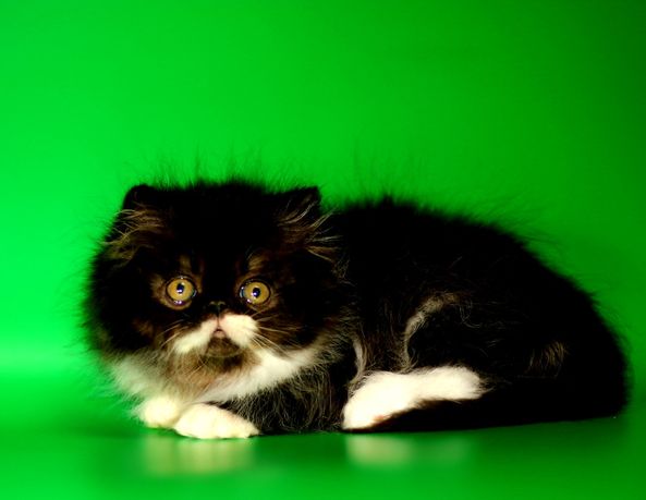 Роскошный,очень нежный и замурчательный персидский котя!
