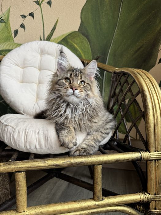 Продається кіт Мейн кун