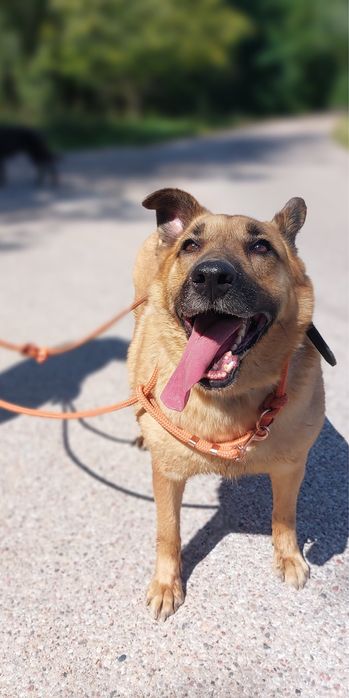 Kochany Gary do adopcji! Za darmo, do oddania