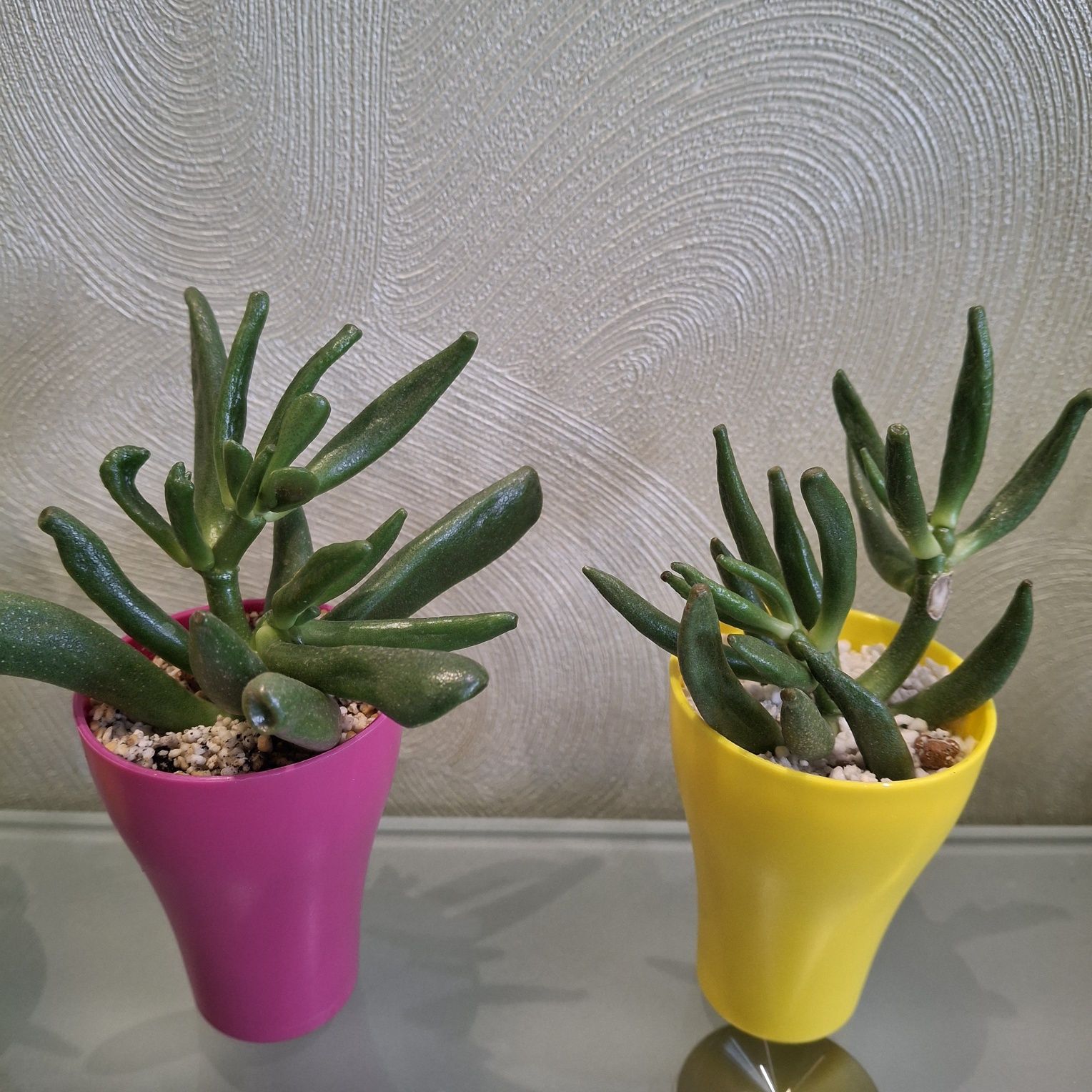 Крассула Голлум (Crassula Gollum)