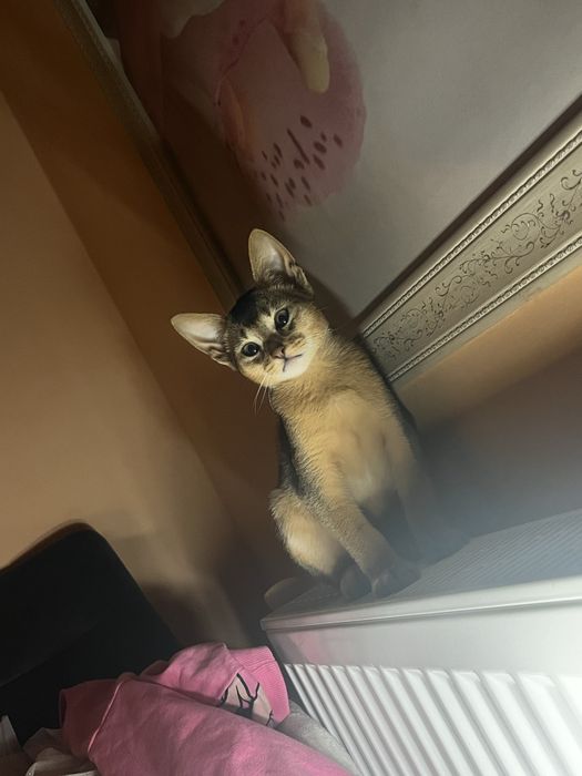 Кошенята абіссинська порода, абби, абиссины