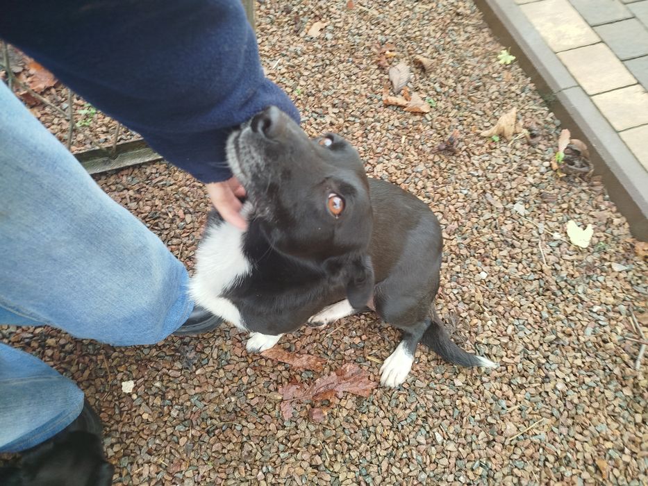 Oddam szczeniaki za darmo