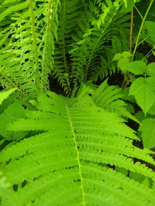 Саженцы папоротник садовый, унаби, китайский лимонник