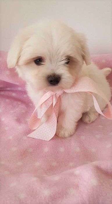 Maltańczyk Piesek, *Piękny* do odbioru.