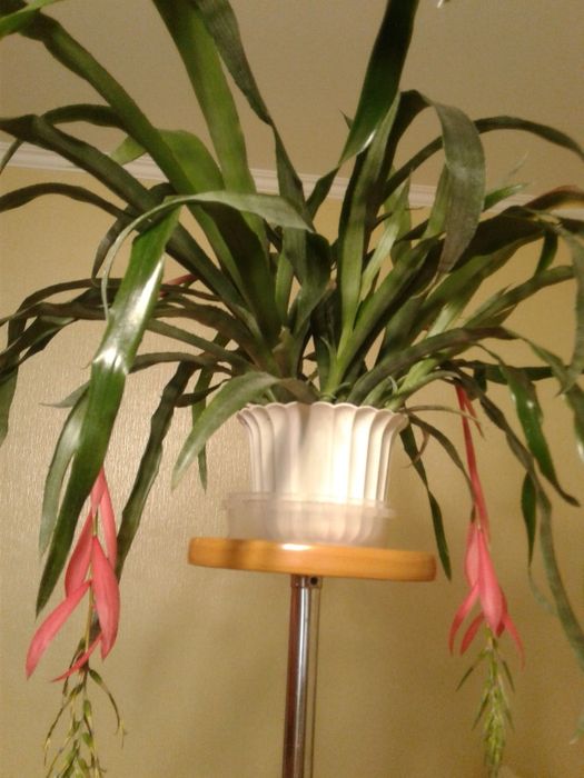 Більбергія ( сльози королеви)