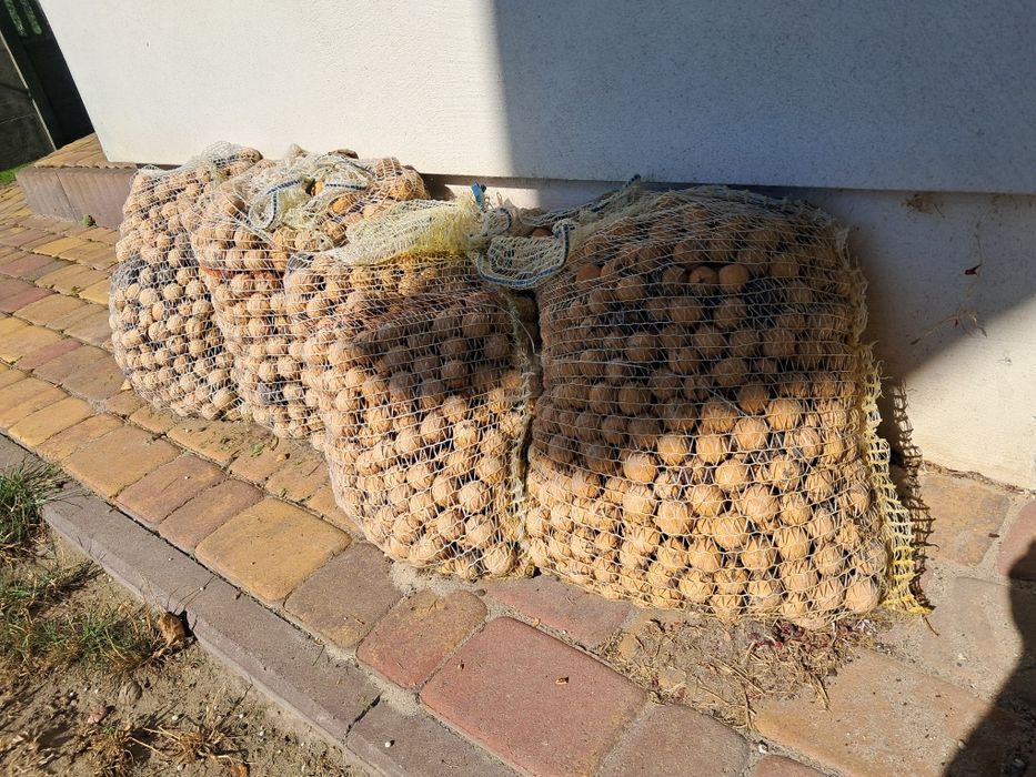 Orzechy włoskie rok 2024