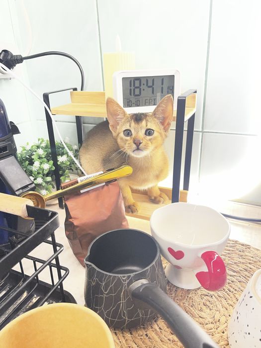 Кошенята абіссинська порода, абби, абиссины