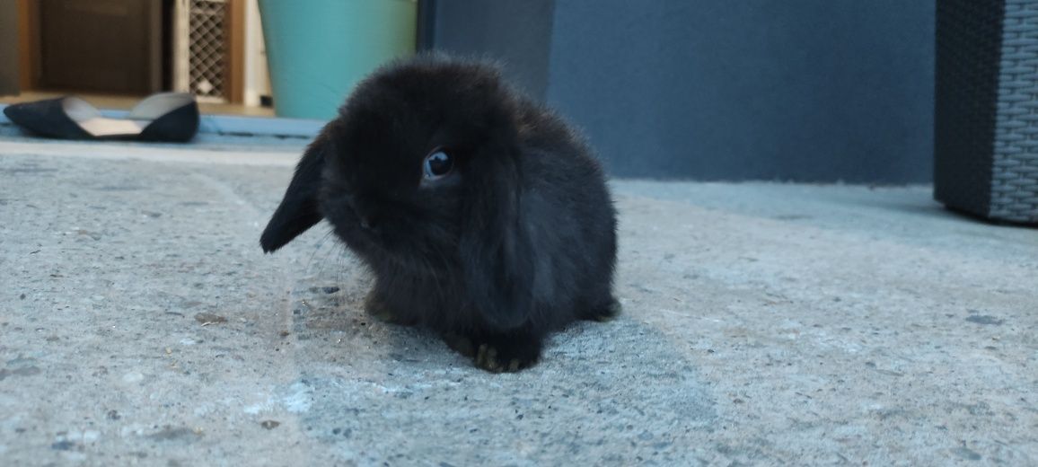 Królik Mini Lop gotowe do odbioru