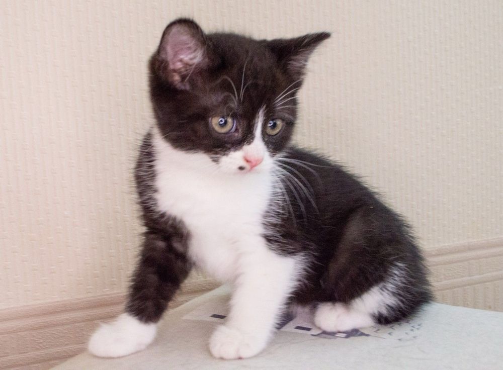 Котеня хлопчик Каспер  3,5 місяці