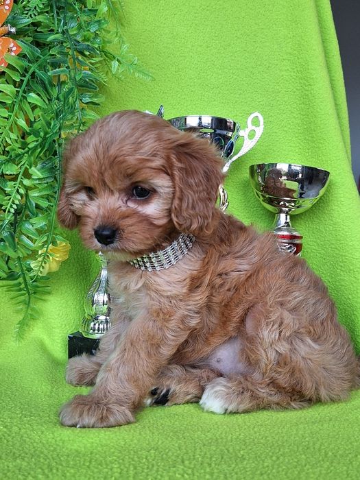 Cavapoo suczka z paszportem i certyfikatem