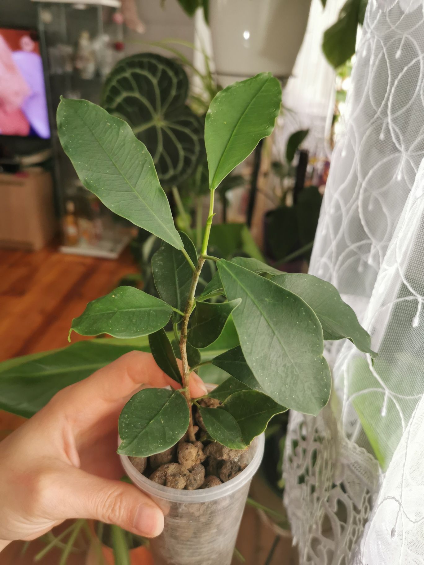 Ficus ginseng (szczepka)
