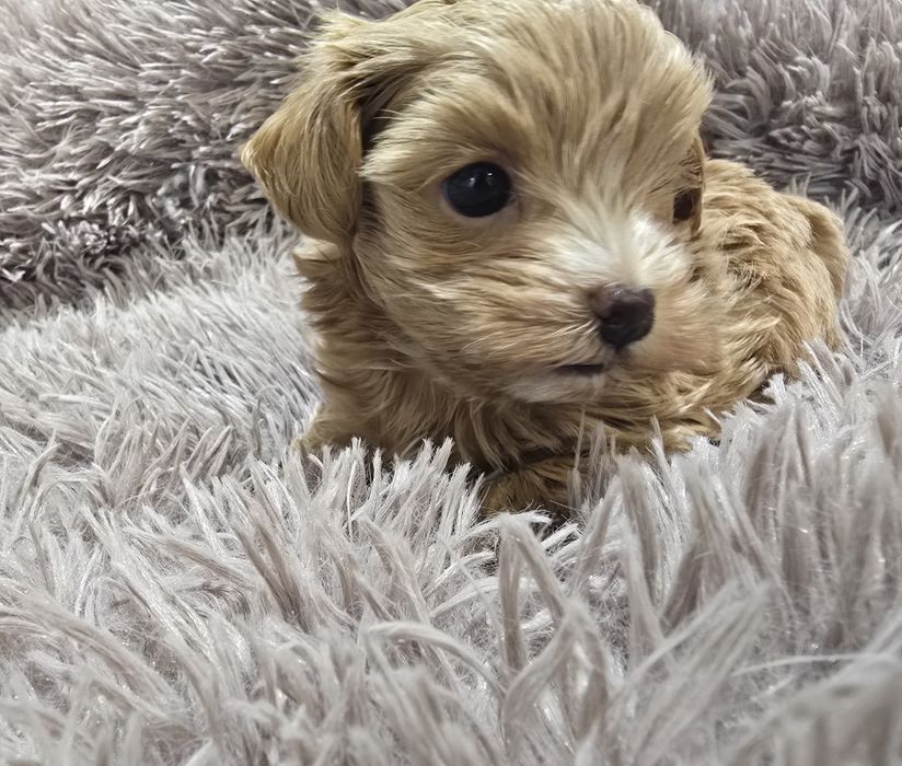 Maltipoo chłopiec samiec mini