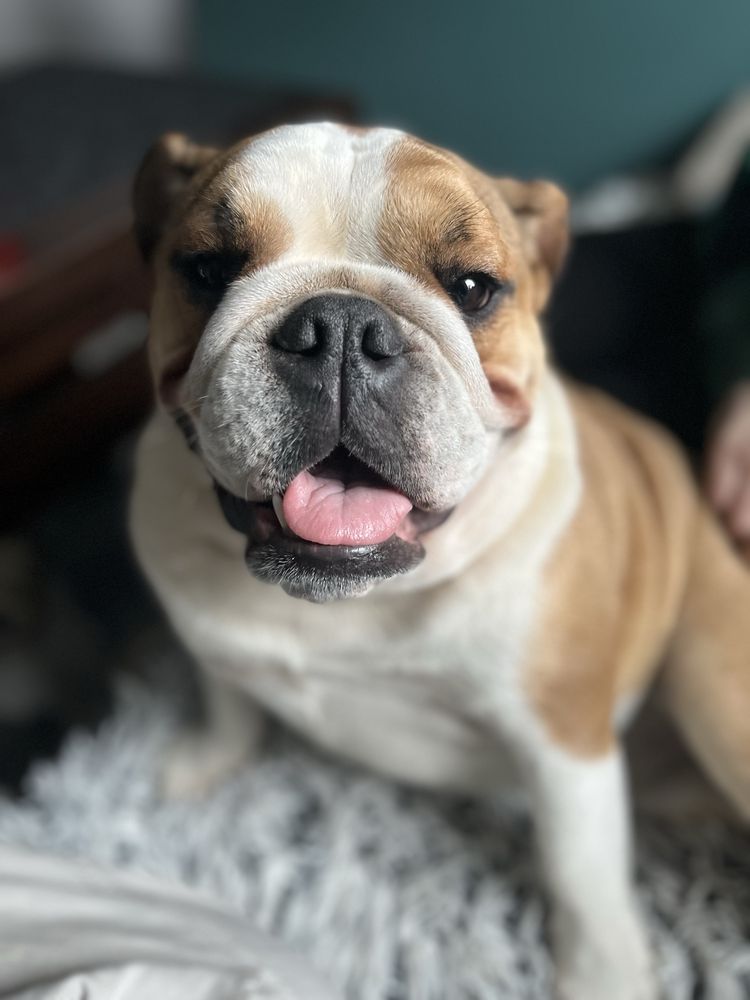 Suczka Buldog Angielski FCi