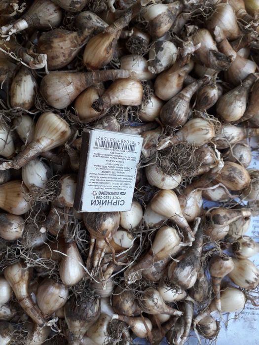 цибулини нарциса білий простий  50 шт за 150 грн