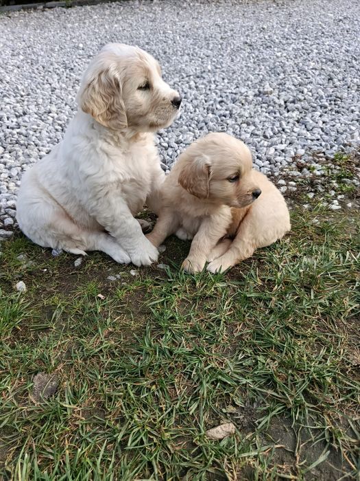 Szczeniak Golden Retriever