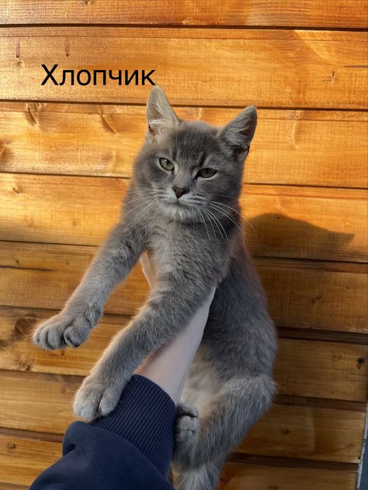 Кошенята в добрі руки