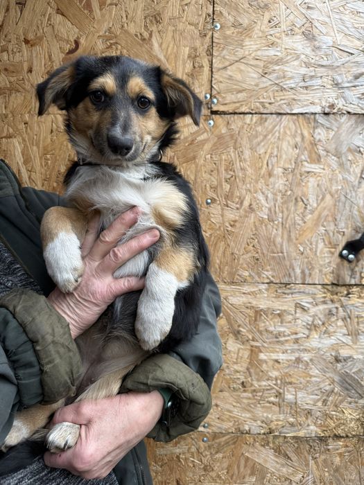 Вакциноване цуценя в добрі руки