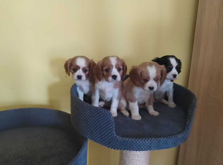 Cavalier King Charles Spaniel Szczeniaki z RODOWODEM