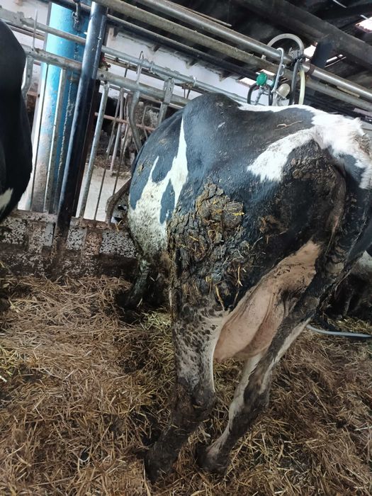 Sprawdzam krowy z mlekiem i jałówki wysokocielne