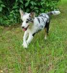 Border Collie suczka blue merle tricolor