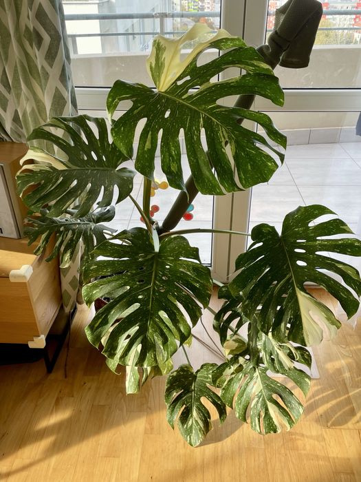 Monstera thai constellation XXL