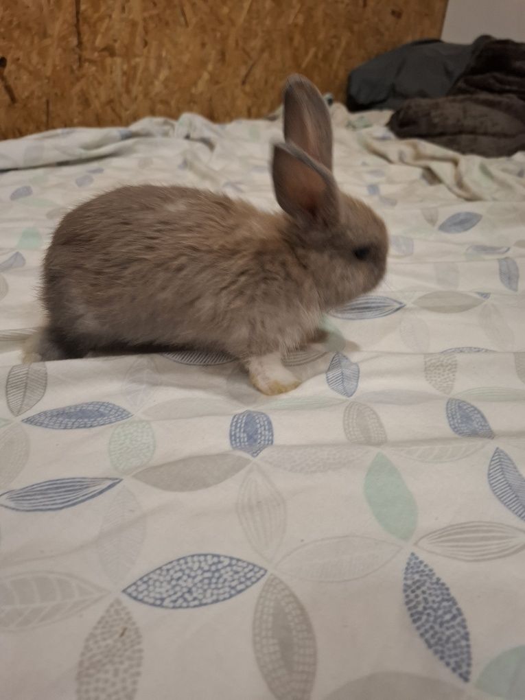 Vendo coelhos toy mini e orelhodo mini