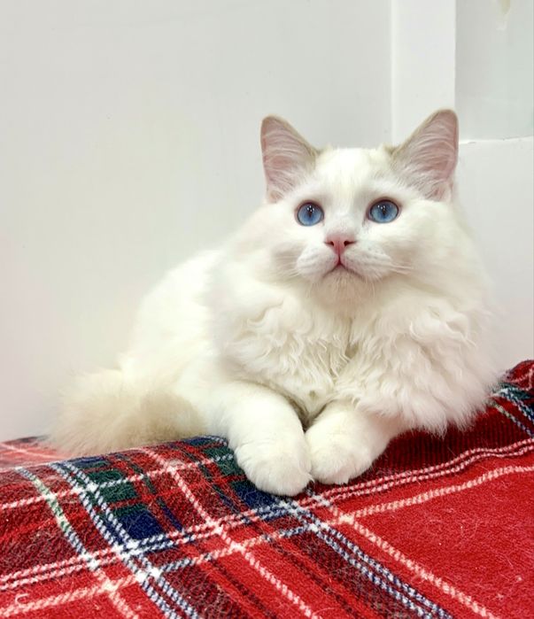 Liliowy pręg. bik. Do hodowli Wiktorkowo*Pl fife