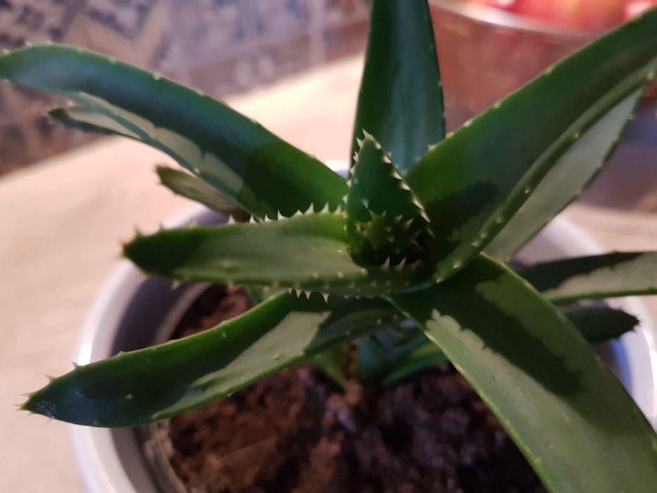 Aloes ozdomny , roślina doniczkowa