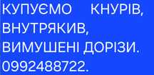 Кнурі,хряки.,внутряки