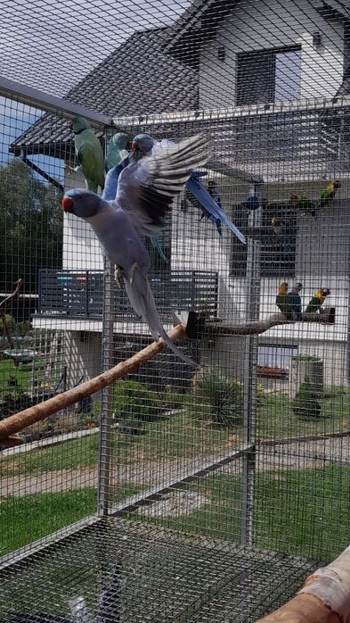 Aleksandretta obrożna kobalt opalin