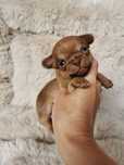 Xxs Pedro jasna czekolada chihuahua