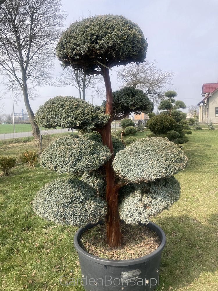Bonsai - Juniperus squamata "MEYERI"-180 cm-Duże kule
