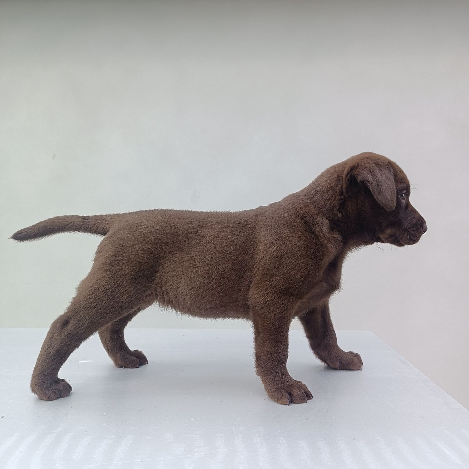 Labrador retriever czekoladowy