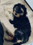 Cockapoo sunia 5 miesiecy