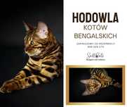 Kotki bengalske brown