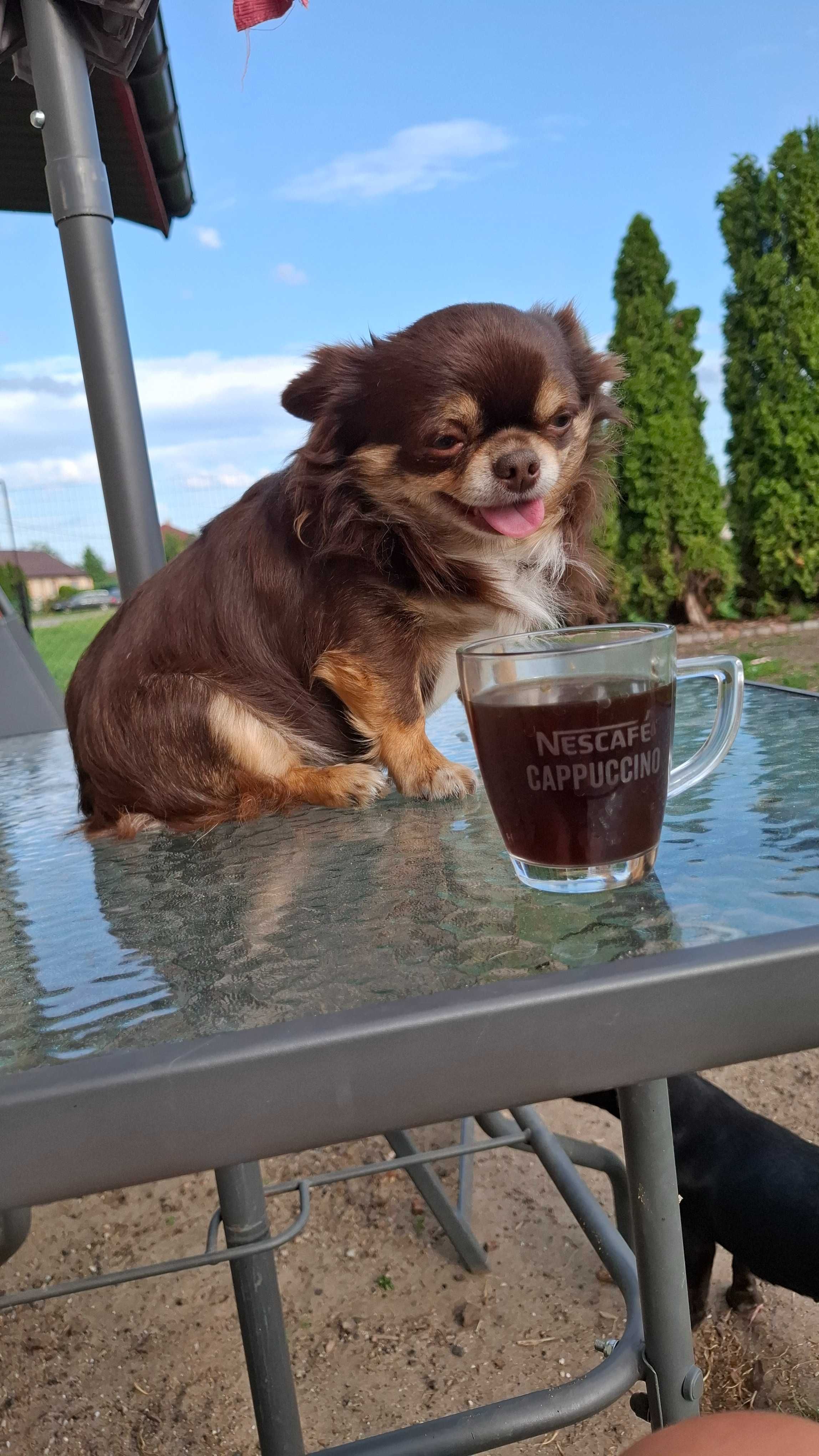 Czarno-podpalany chihuahua Zevs