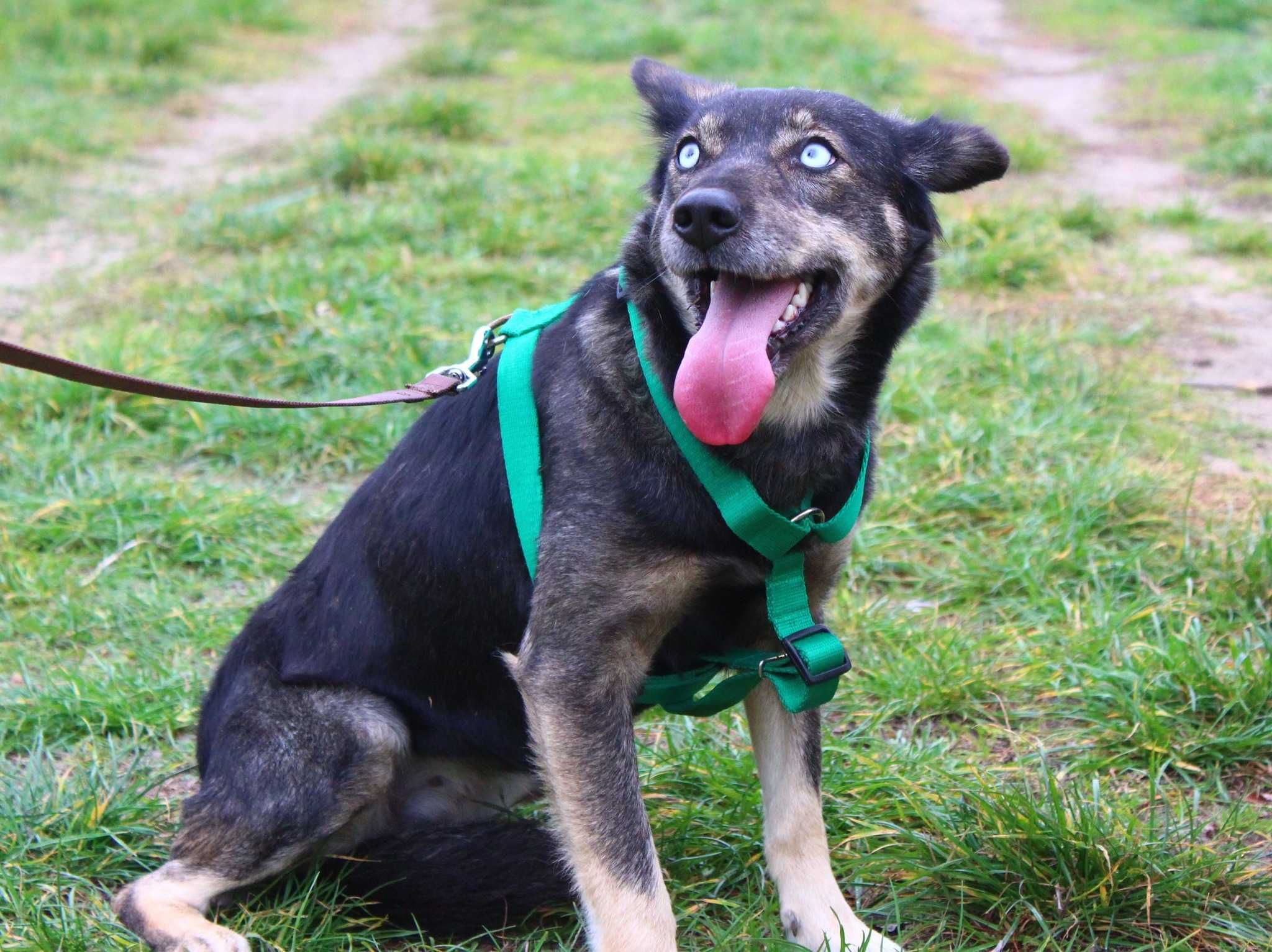 Szafirka i Sztocia - dwupak niebieskooka + suczka w typie Labrador