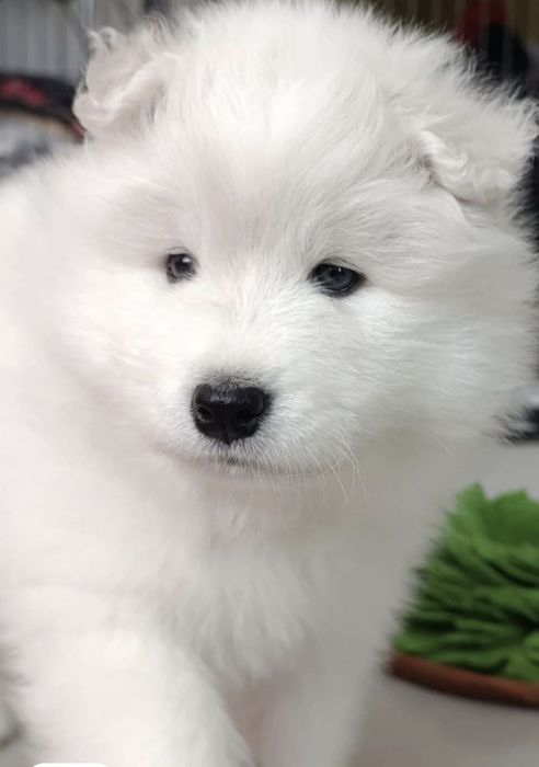Samoyed bialy piesek