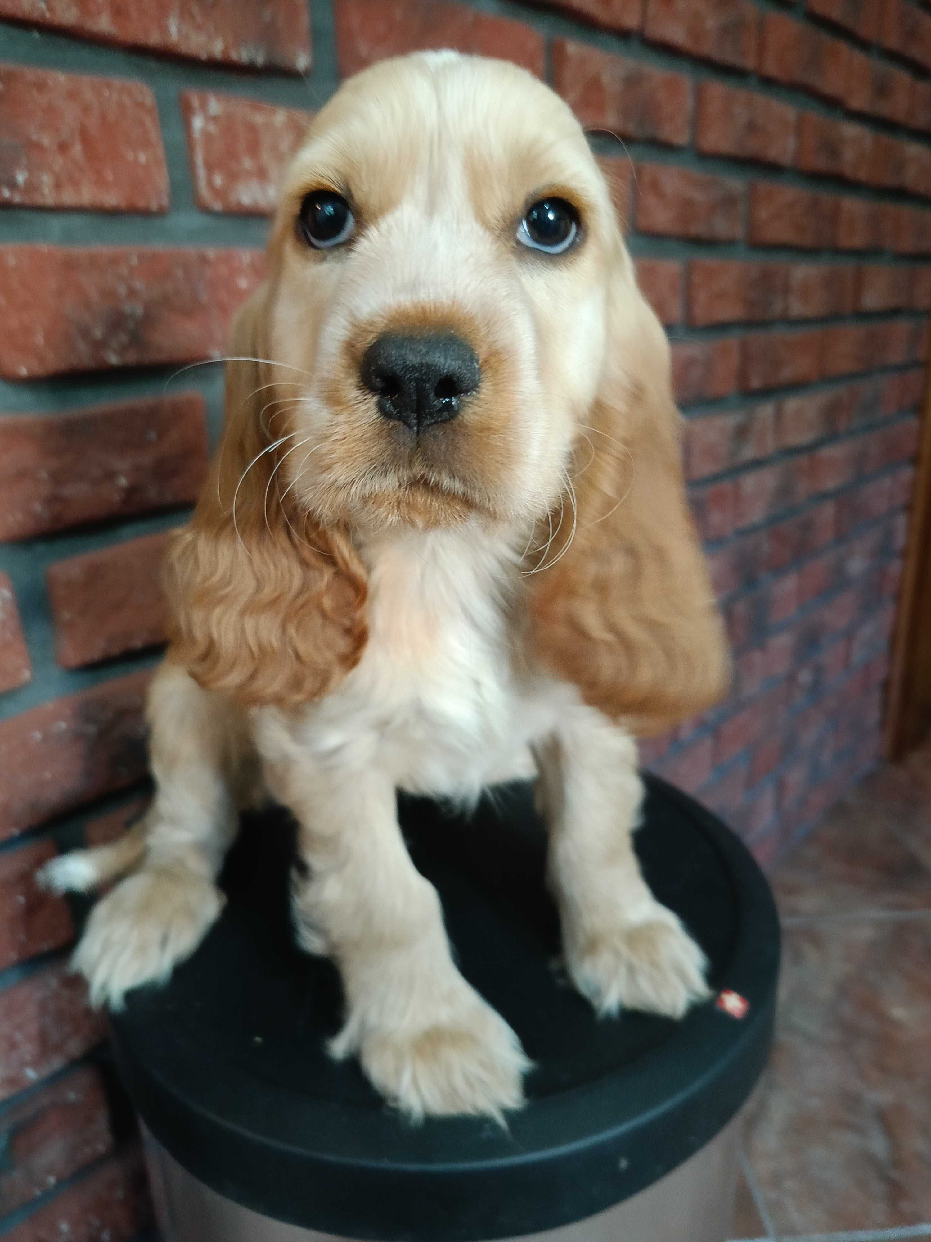Pies Cocker Spaniel Angielski-Rodowód/ Gotowy do odbioru.