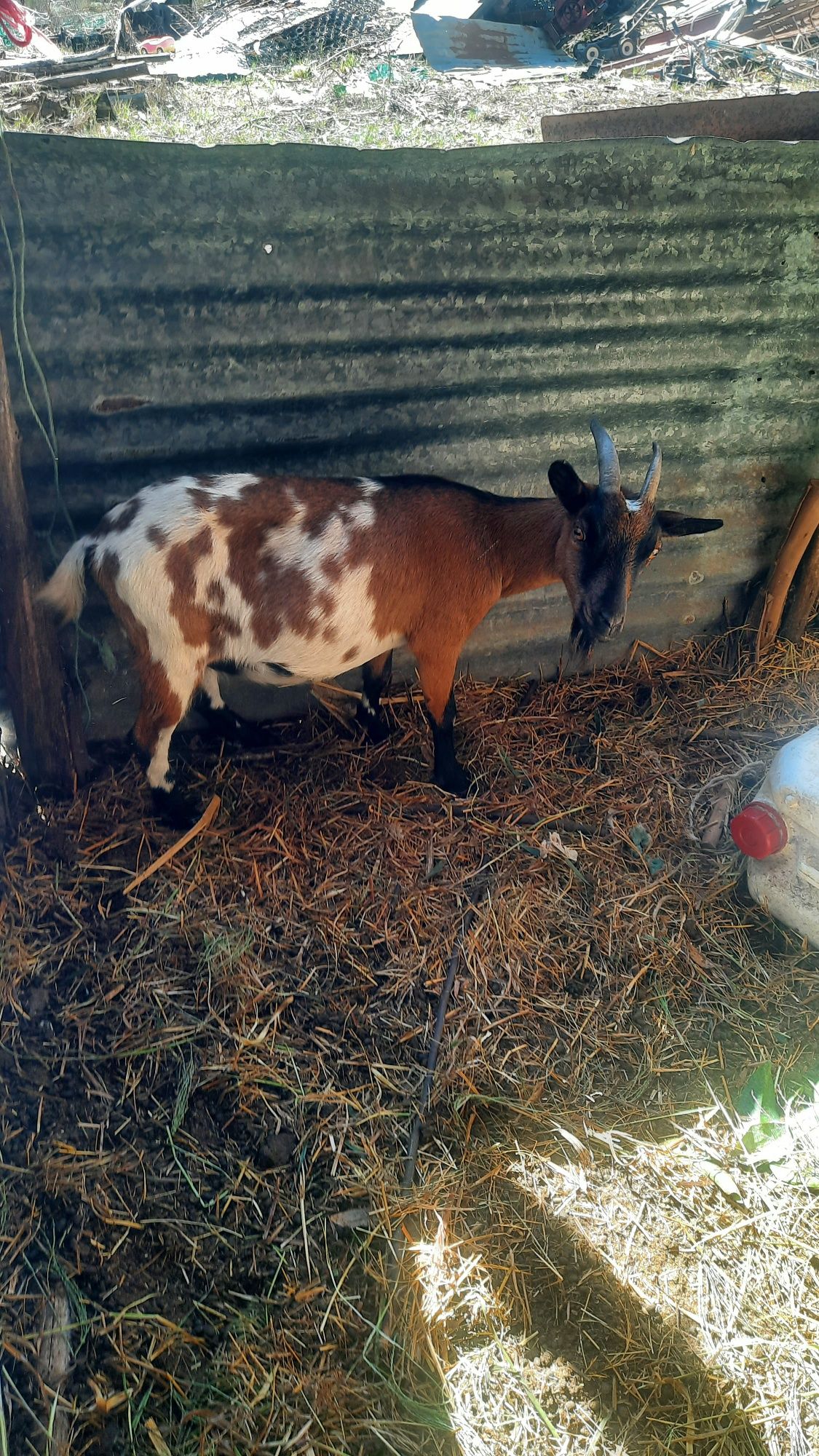 Cabras cheias anãs